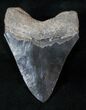Grey Fossil Megalodon Tooth #12827-1